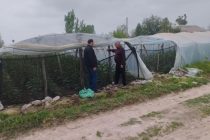 ИСТИФОДАИ САМАРАНОКИ ЗАМИН. Сокини нoҳияи Вахш дар замини наздиҳавлигияш гармхона ташкил намуд