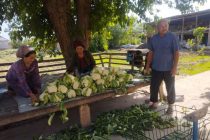 Аз ноҳияи Дӯстӣ ба Федератсияи Русия маҳсулоти кишоварзӣ содирот мегардад