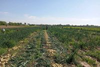 Дар панҷ ноҳияи вилояти Хатлон ҷамъоварии пиёзи барвақтӣ оғоз гардид