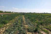 Дар панҷ ноҳияи вилояти Хатлон ҷамъоварии пиёзи барвақтӣ оғоз гардид