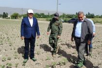 Муовини Сарвазири Тоҷикистон бо фаъолияти кишоварзони ноҳияи Фархор шинос шуд