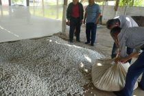 Дар ноҳияи Абдураҳмони Ҷомӣ нақшаи истеҳсоли пилла иҷро шуд