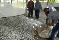 Дар хоҷагиҳои ноҳияи Абдураҳмони Ҷомӣ беш аз 7 ҳазор килограмм пиллаи хушсифат истеҳсол карда мешавад