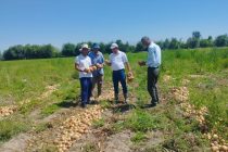 Ҷамъоварии картошка ва пиёз дар ҳама шаклҳои хоҷагидории ноҳияи Панҷ идома дорад