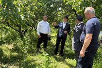 Муовини Сарвазири Тоҷикистон  бо вазъи соҳаи кишоварзии шаҳри Турсунзода ва ноҳияи Шаҳринав шинос шуд