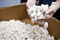 Имсол кирмакпарварони ноҳияи Ёвон 21 тонна пилла супориданд