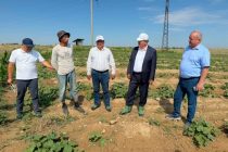 Муовини Сарвазири Тоҷикистон бо рафти кишти такрорӣ дар ноҳияи Зафаробод шинос шуд