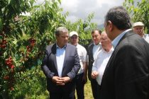 Дар  Ашт боғи интенсивӣ бо усули объёрии қатрагӣ ва боронӣ ташкил карда шудааст