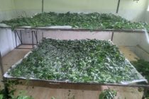 Кирмакпарварони ноҳияи Рашт  18 тонна пиллаи хушсифат истеҳсол менамоянд