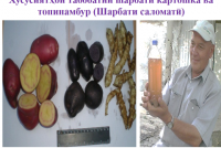 ШАРБАТИ САЛОМАТӢ. Олимони тоҷик истеъмоли онро барои  пешгирии бемориҳои камхунӣ, ҷоғар ва диабет тавсия медиҳанд