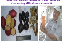 ШАРБАТИ САЛОМАТӢ. Олимони тоҷик истеъмоли онро барои  пешгирии бемориҳои камхунӣ, ҷоғар ва диабет тавсия медиҳанд