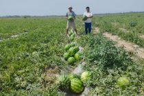 Дар ноҳияи Дӯстӣ ҷамъоварии ҳосили полезӣ идома дорад