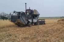 Дар ноҳияи Зафаробод ҷамъоварии ҳосили ғалладонагиҳо оғоз гардид