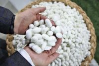 Кирмакпарварони шаҳри Ҳисор нақшаи истеҳсоли пилларо сад фоиз иҷро намуданд