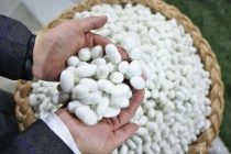 Кирмакпарварони шаҳри Ҳисор нақшаи истеҳсоли пилларо сад фоиз иҷро намуданд