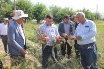 Дар  хоҷагиҳои кишоварзии шаҳри Кӯлоб  ҷамъоварии пиёзи барвақтӣ оғоз гардид