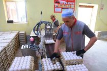 Дар вилояти Суғд ҳаҷми истеҳсоли тухм  афзоиш меёбад