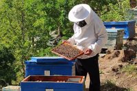 Дар ноҳияи Шуғнон беш аз 720 оилаи занбӯри асал парвариш карда мешавад