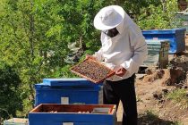 Дар ноҳияи Шуғнон беш аз 720 оилаи занбӯри асал парвариш карда мешавад
