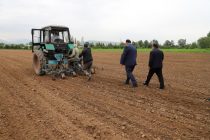 Вазорати кишоварзӣ: «Дар  75 795 гектар кишти такрорӣ гузаронида  шудааст, ки   71,5 фоизи нақшаро ташкил медиҳад»