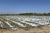 ОБЁРИИ ҚАТРАГӢ ЧӢ БАРТАРӢ ДОРАД?	Шарҳи коршинос дар ин мавзуъ