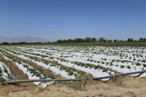 ОБЁРИИ ҚАТРАГӢ ЧӢ БАРТАРӢ ДОРАД?	Шарҳи коршинос дар ин мавзуъ