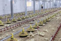 Дар  Панҷакент корхонаи мурғпарварӣ ва ҳавзҳои моҳидорӣ ба фаъолият оғоз намуданд