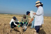 Дар минтақаи ҷануби Тоҷикистон барои омӯзиши гуногунии микробӣ намунаҳои хок ҷамъоварӣ карда шуданд