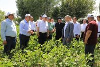 Сулаймон Зиёзода дар ноҳияи Спитамен бо вазъи соҳаҳои пахтакорӣ, боғдорӣ ва токпарварӣ шинос гардид