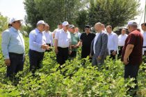 Сулаймон Зиёзода дар ноҳияи Спитамен бо вазъи соҳаҳои пахтакорӣ, боғдорӣ ва токпарварӣ шинос гардид