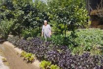 ИСТИФОДАИ САМАРАНОКИ ЗАМИН. Сокини Ҷамоати деҳоти Деҳқонободи ноҳияи Дӯстӣ аз як замин се навъи маҳсулот ҷамъоварӣ мекунад