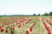 Дар ноҳияи Ҷаббор Расулов парвариши пахта ва ҷамъоварии ҳосили пиёз идома дорад