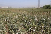 Дар хоҷагиҳои шаҳри Ҳисор ҷамъоварии ҳосили пахта оғоз гардид