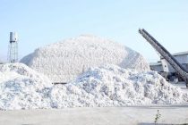 Дар вилояти Суғд беш аз 33 фоизи нақшаи  ҷамъоварии пахта иҷро гардидааст
