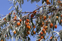 МАСЛИҲАТИ МУТАХАССИС. Гул, бӯй ва меваи дарахти санҷид фоидаовар аст