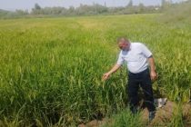 Дар ноҳияи Дӯстӣ ҷамъоварии шолӣ оғоз гардид
